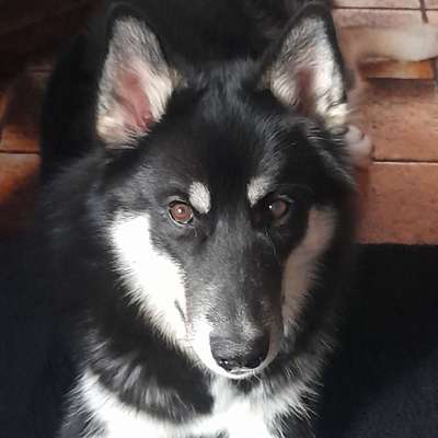 Hundetreffen-Husky sucht...-Profilbild