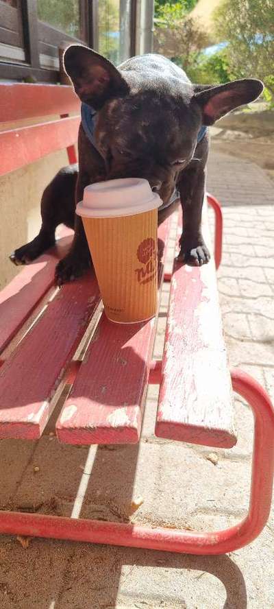 Dogorama Foto Challenge - Bestes gestelltes Bild-Beitrag-Bild