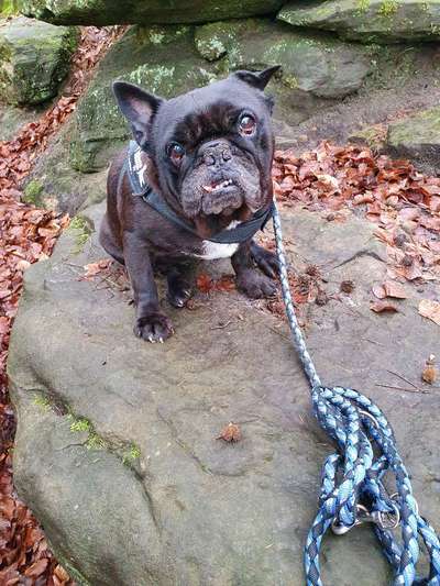 Die Dogorama Wochen Challenge: “Dein Hund im Urlaub”-Beitrag-Bild