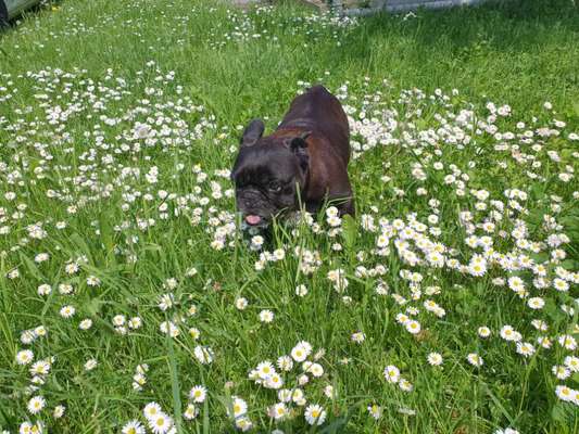 Die Dogorama Monats Challenge "Es grünt und blüht"-Beitrag-Bild