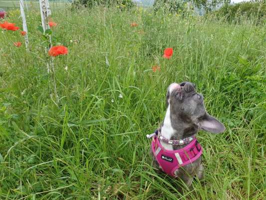 Die Dogorama Monats Challenge "Es grünt und blüht"-Beitrag-Bild