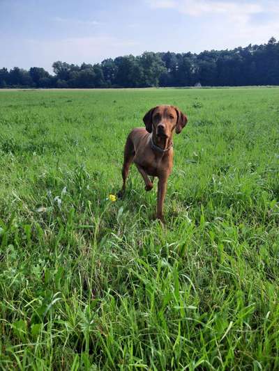 Magyar Vizsla UK-Beitrag-Bild