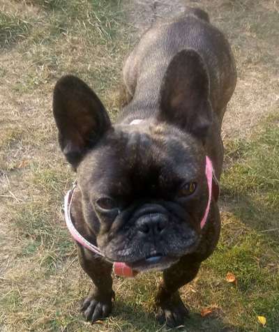 Französische Bulldoggen-Beitrag-Bild