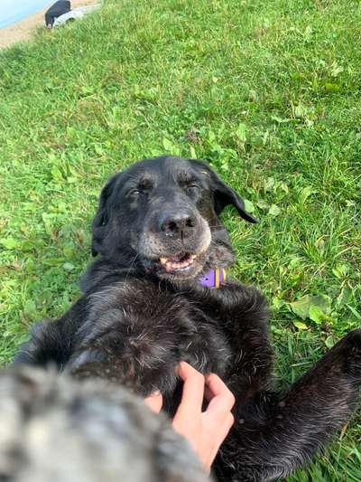 Fotosammlung: ,,Der natürliche Hund" Unbearbeitet, ungestellt und in Natura-Beitrag-Bild