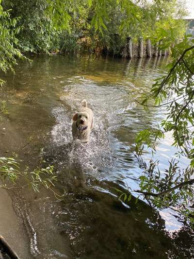 Fotochallenge 66 ~ Rennaction -Zeig deinen Hund im Lauf-Beitrag-Bild