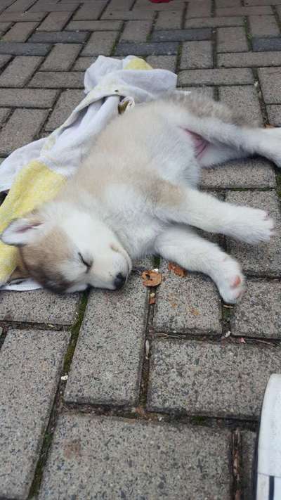 Welpen Bilder !-Beitrag-Bild