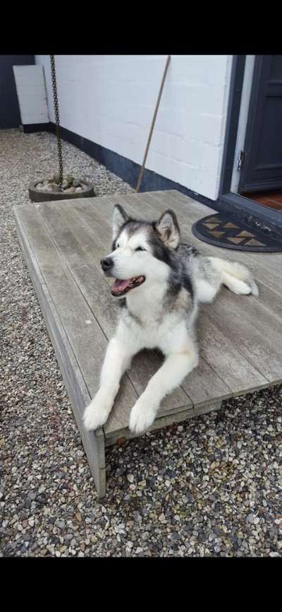 Regenbogenbrücke-Beitrag-Bild