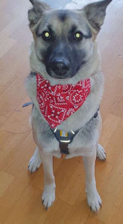 Auslandstierschutz-Beitrag-Bild