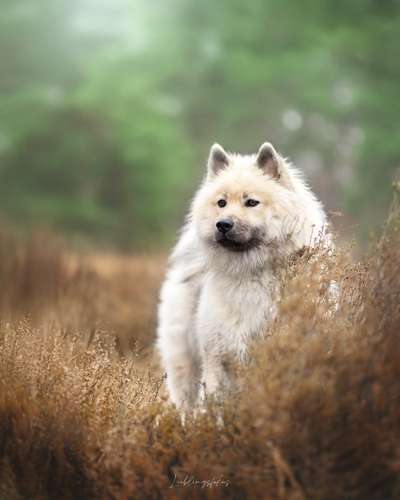 %{de_profession_title}-Bildpaket S-Bild