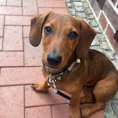 Hundetreffen-Spielen mit Willy dem Wiener-Bild