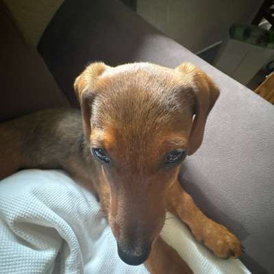 Hundetreffen-Spielen mit Willy dem Wiener-Bild