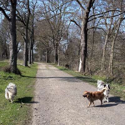 Hundetreffen-Social Walks in Schwülper oder Braunschweig-Bild