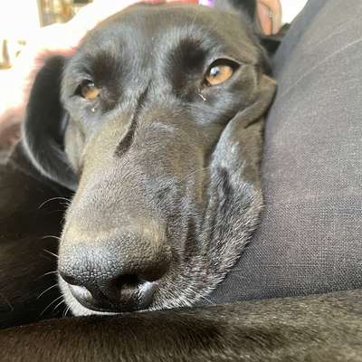 Hundetreffen-Spazieren toben spielen Rosenfeld & Umgebung