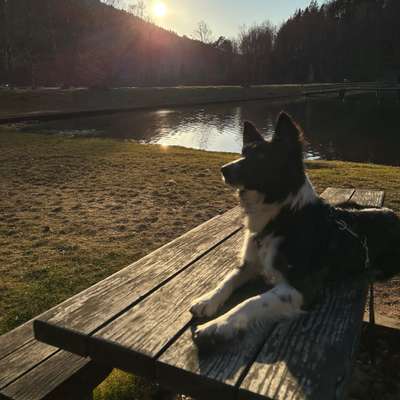 Hundetreffen-Gemeinsamer Spaziergang-Bild
