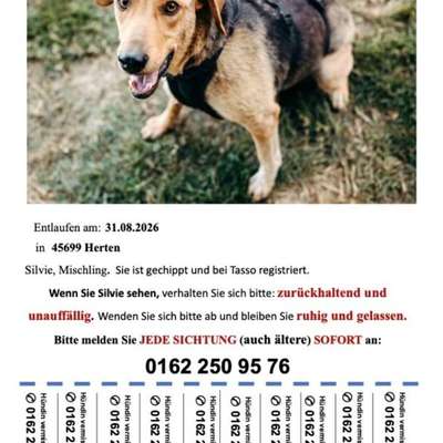 Suchmeldung-Silvy-Bild