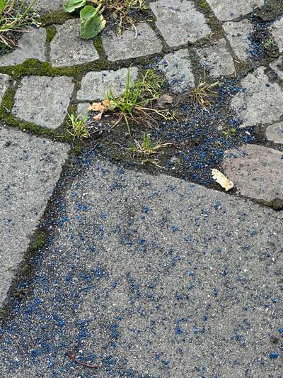 Giftköder-Evtl. Schneckenkorn-Bild