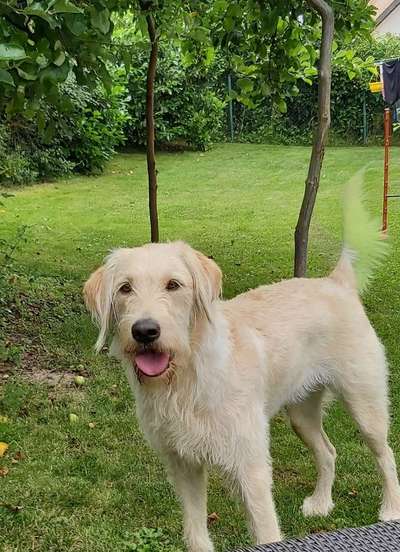 Labradoodle gesucht-Beitrag-Bild
