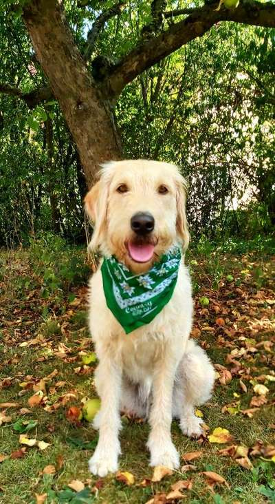 Labradoodle gesucht-Beitrag-Bild