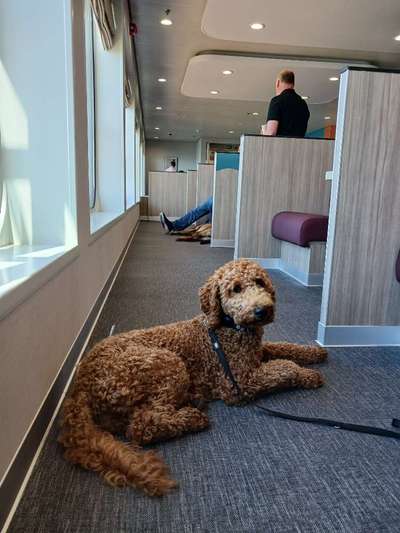 Urlaub in Großbritannien mit Senior-Hund-Beitrag-Bild