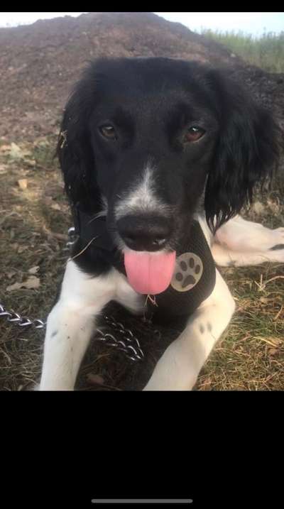 Wie heißt dein Hund?-Beitrag-Bild