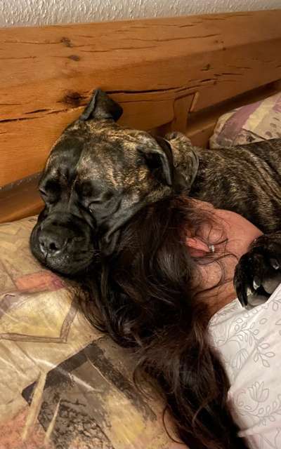 Darf der Hund bei Euch im Bett schlafen?-Beitrag-Bild