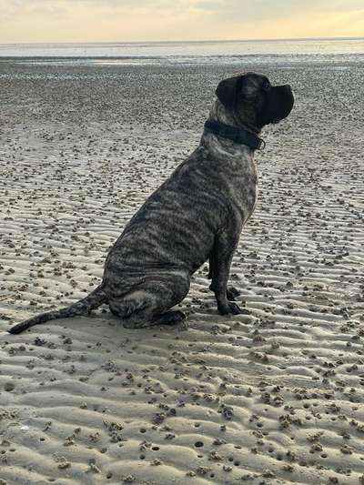 Noch mehr Old English Mastiffs hier?-Beitrag-Bild