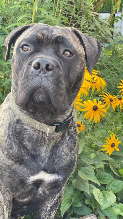 Fotochallange 63: "Dein blühendes Hündchen"-Beitrag-Bild