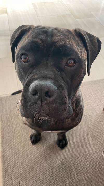 Zeige das lustigste Bild eures Hundis-Beitrag-Bild