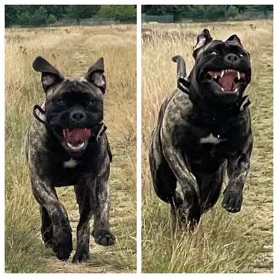 Zeige das lustigste Bild eures Hundis-Beitrag-Bild