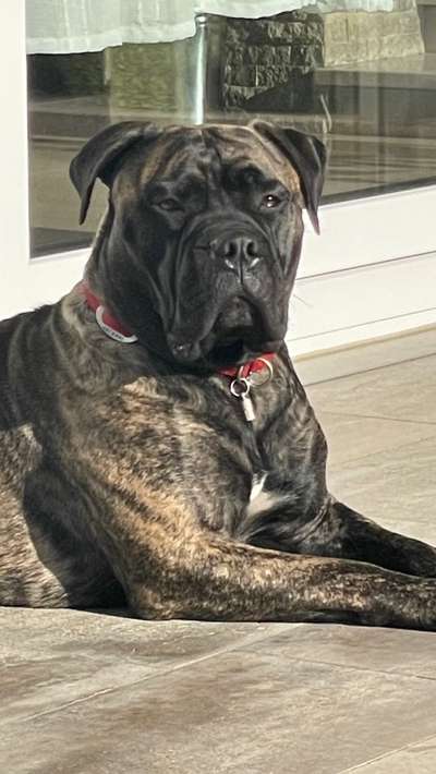 "Bulligere Arten" auch hier? :) Amstaff etc..-Beitrag-Bild