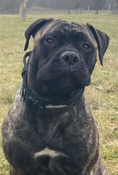 Dogorama Photo Challenge - Hundeblick zum hinschmelzen-Beitrag-Bild