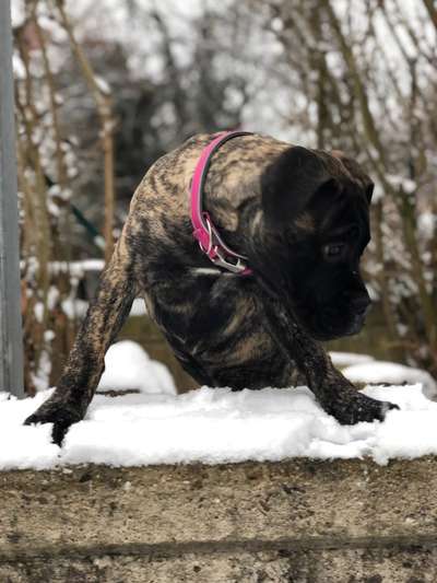 Fotochallenge 61 ~ Schnee-Beitrag-Bild