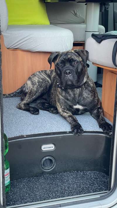 Die Dogorama Wochen Challenge-Beitrag-Bild