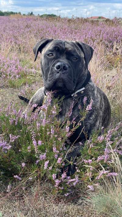 Die Dogorama Kalender Challenge Titelbild-Beitrag-Bild