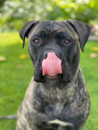 Fotochallenge Nr. 59 - Mein Hund zeigt die Zunge-Beitrag-Bild