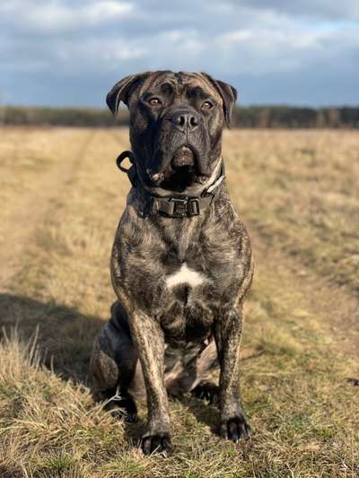 Bullmastiff-Beitrag-Bild