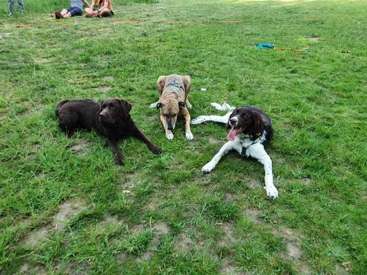 Hundetreffen-Spiel- und Spazierrunde für große verträgliche Hunde-Bild