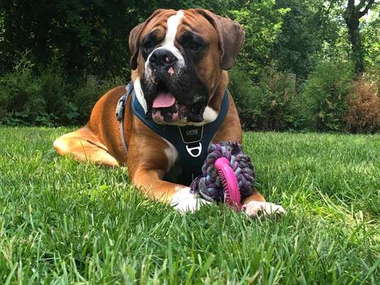 Die Dogorama Kalender Challenge Titelbild-Beitrag-Bild