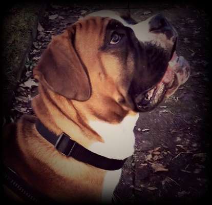 Deutsche Boxer-Beitrag-Bild