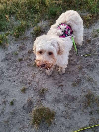 Mischlingshunde Foto Aufruf-Beitrag-Bild