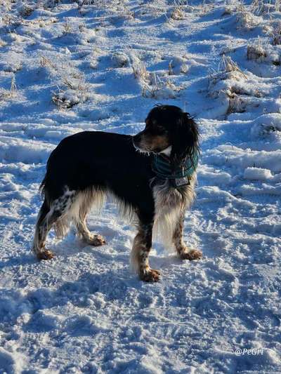 English Setter-Beitrag-Bild