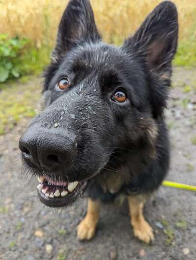 Deutsche Schäferhunde, Belgische Schäferhunde.-Beitrag-Bild