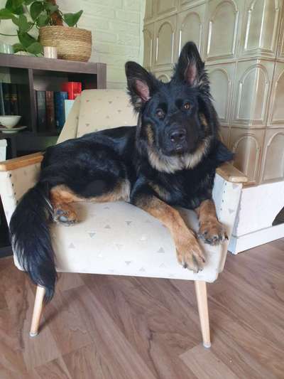 Deutsche Schäferhunde, Belgische Schäferhunde.-Beitrag-Bild