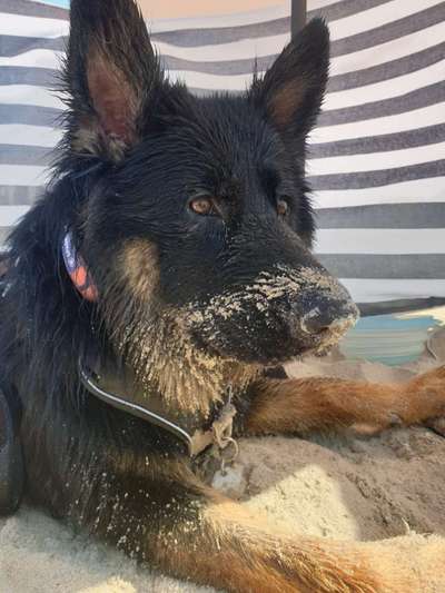 Schäferhund-Beitrag-Bild