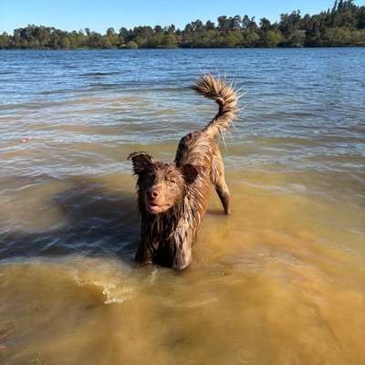 Hundetreffen-Hunderunde am Aartalsee♥️-Bild