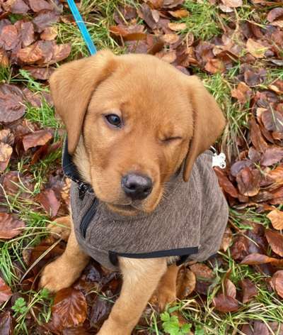 Dogorama Photo Challenge - Hundeblick zum hinschmelzen-Beitrag-Bild