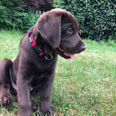 Wo sind meine Labrador Freunde-Beitrag-Bild