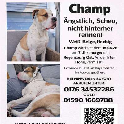 Suchmeldung-Champ-Bild