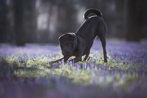 Hundetreffen-Suche souveräne Hunde für Social Walks-Bild