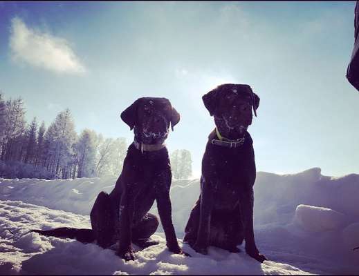 Bester Freund, Hundekumpel - zeigt her!-Beitrag-Bild